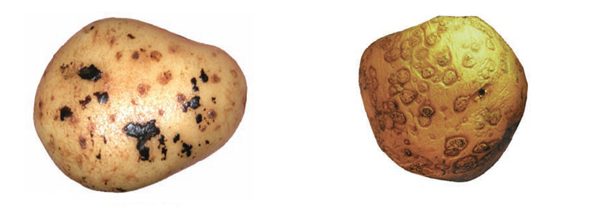 Râie neagră / Râie făinoasă