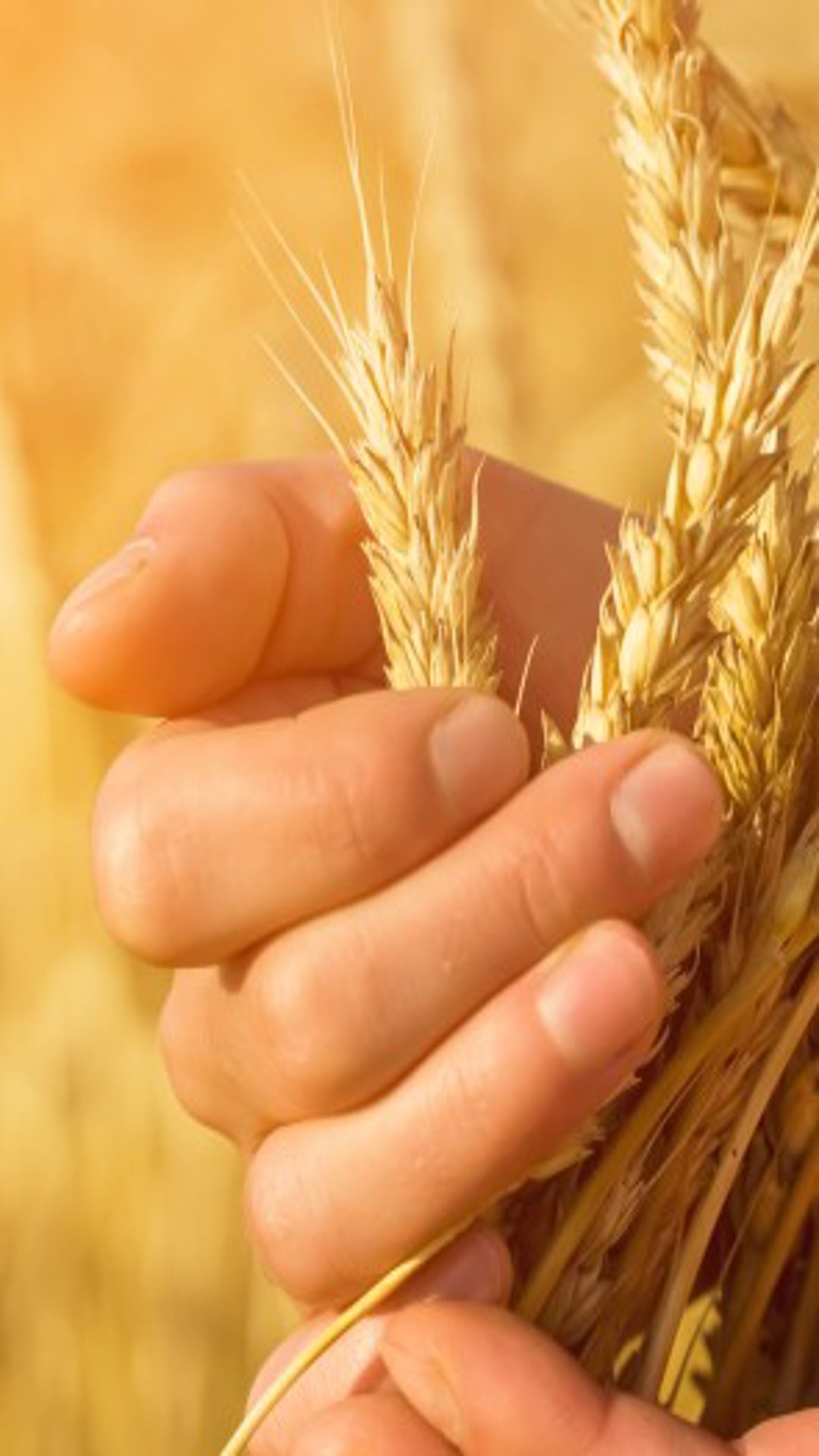 Catalog Culturi de câmp 2026