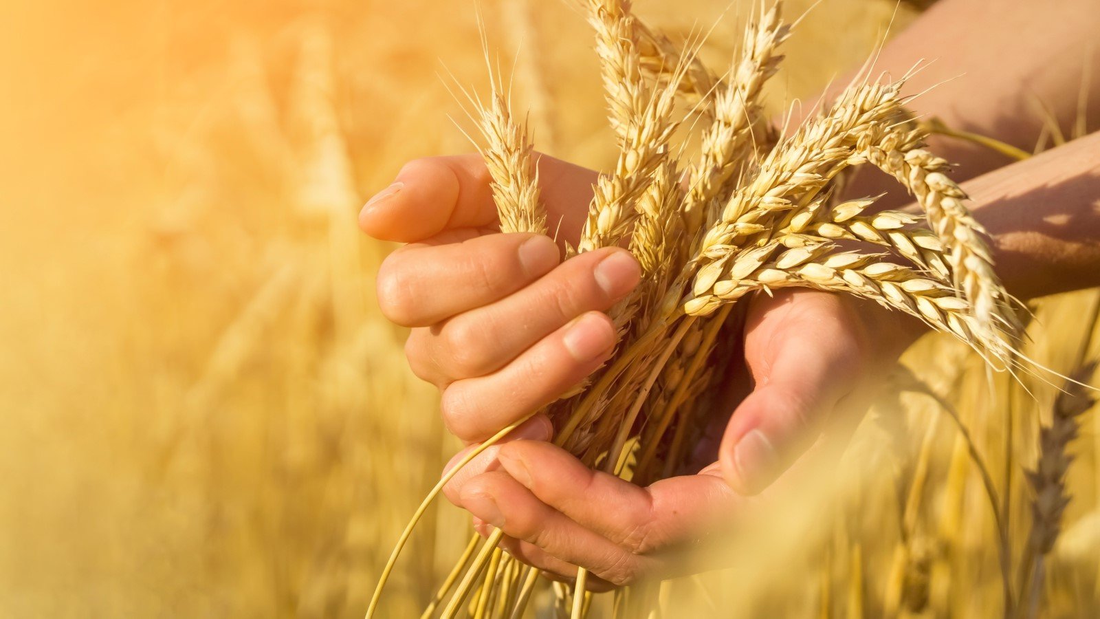 Catalog Culturi de câmp 2026